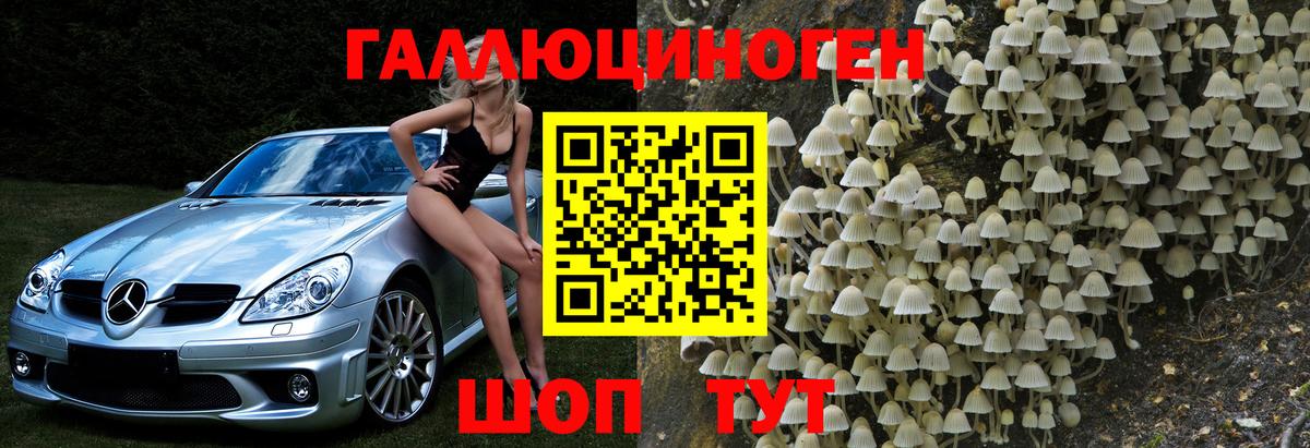 Псилоцибиновые грибы Psilocybe Апатиты